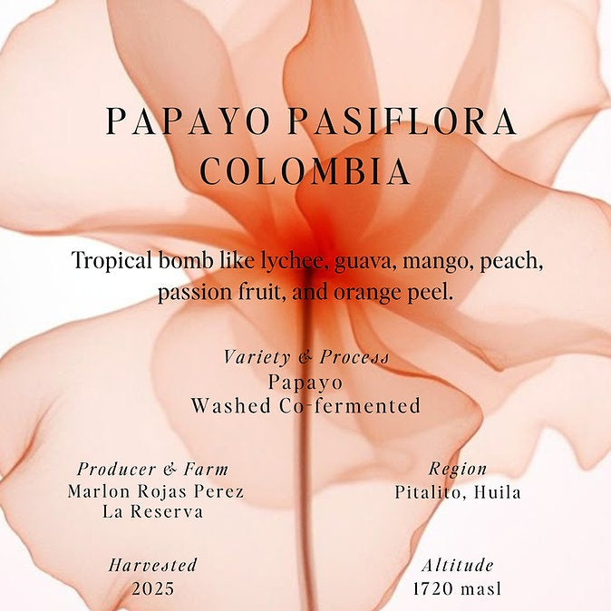 Sumo Colombia Papayo Pasiflora 250g بن بابايو